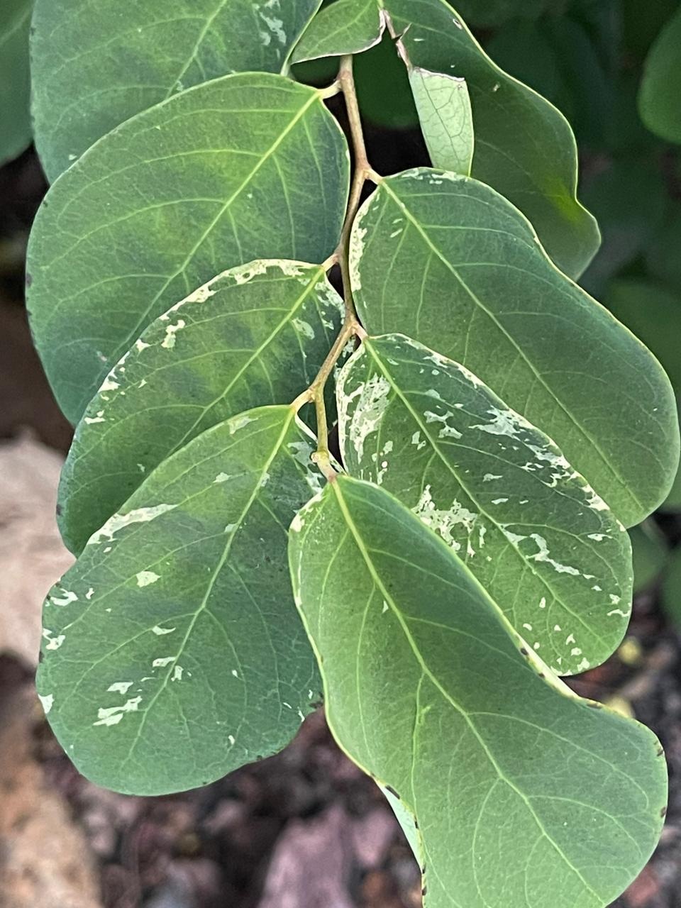 Imagem de Planta-fita