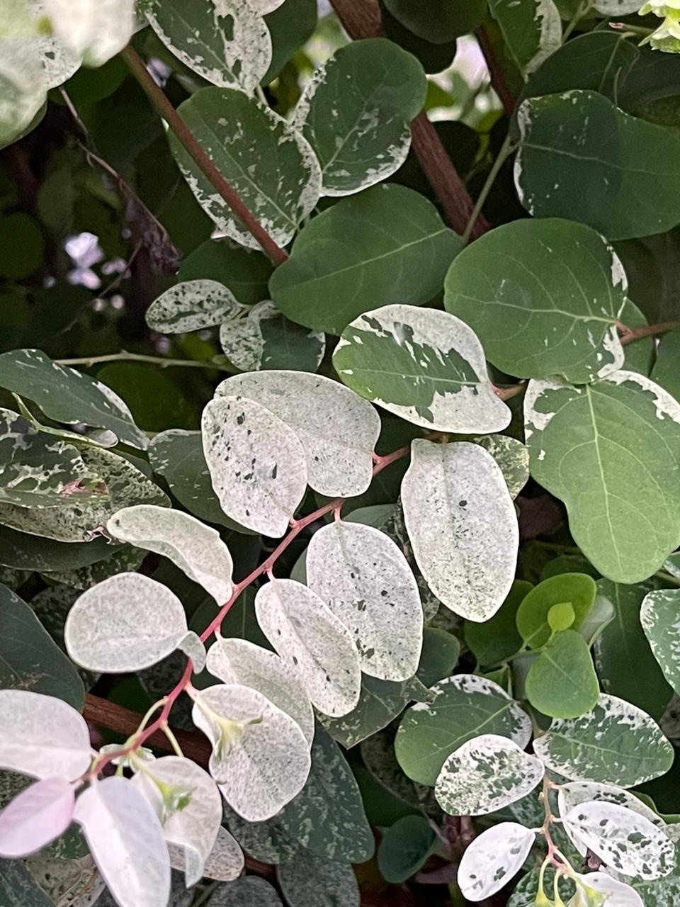 Imagem de Planta-fita