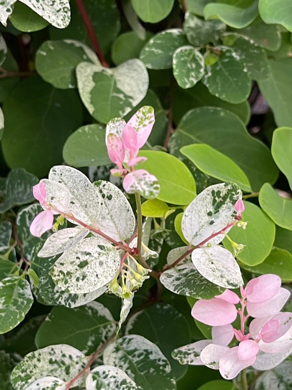 Imagem de Planta-fita