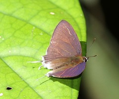 Drupadia theda umara