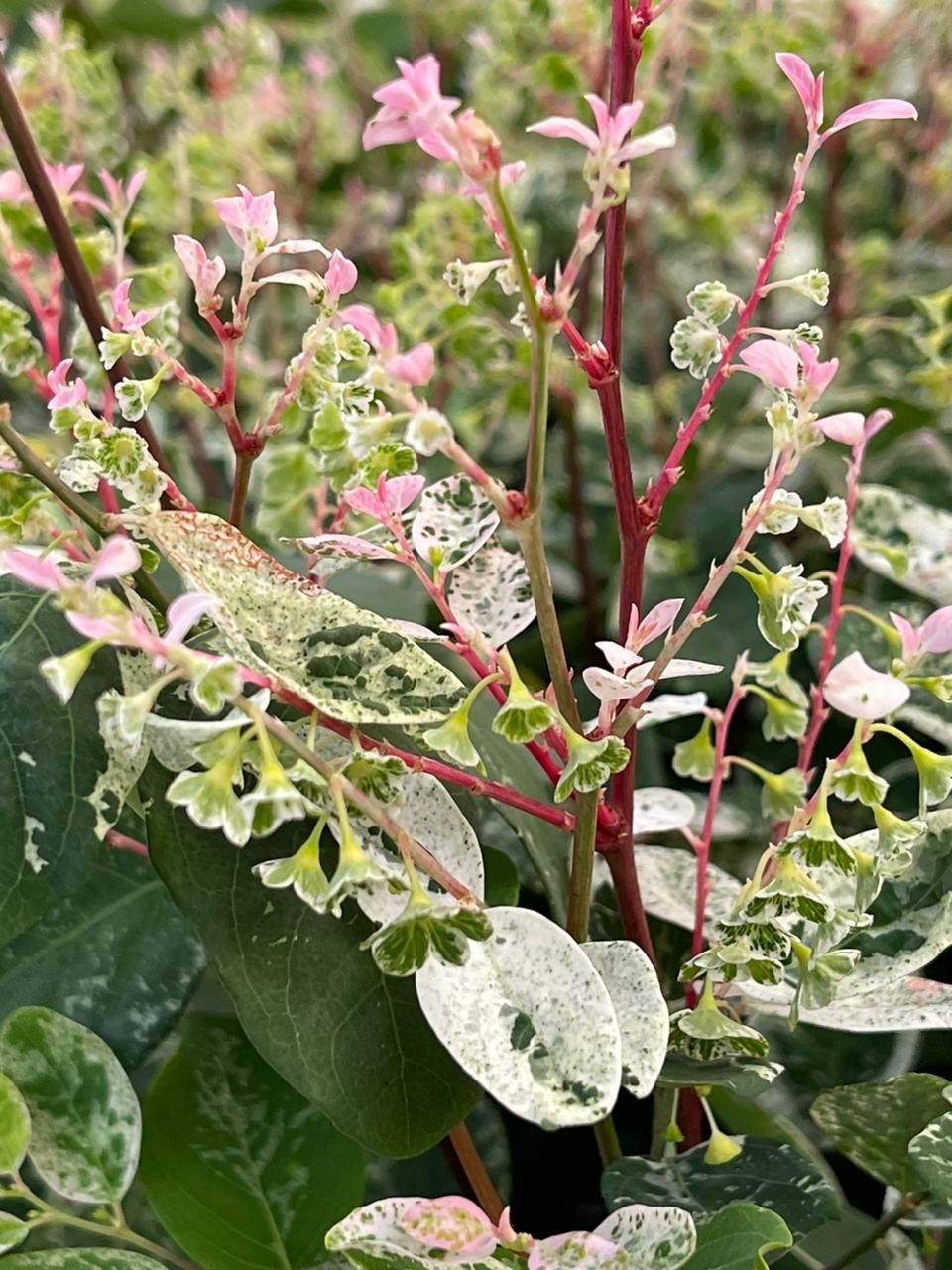Imagem de Planta-fita