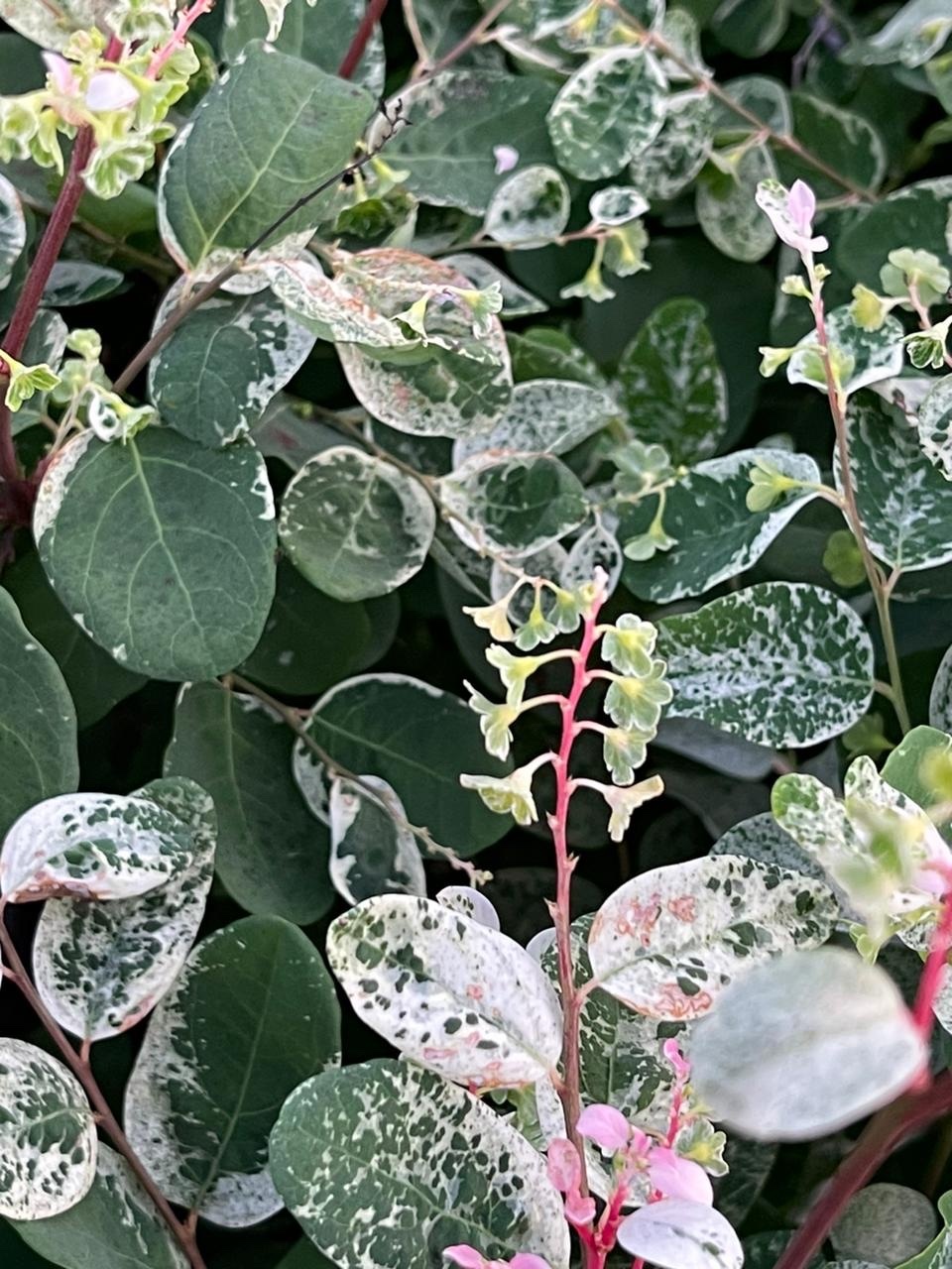 Imagem de Planta-fita