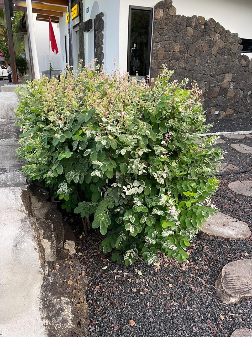 Imagem de Planta-fita