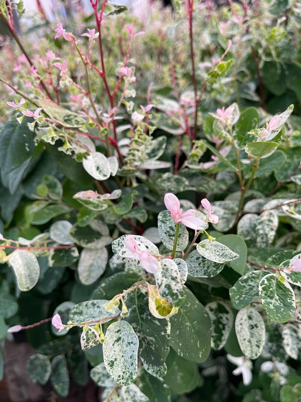 Imagem de Planta-fita