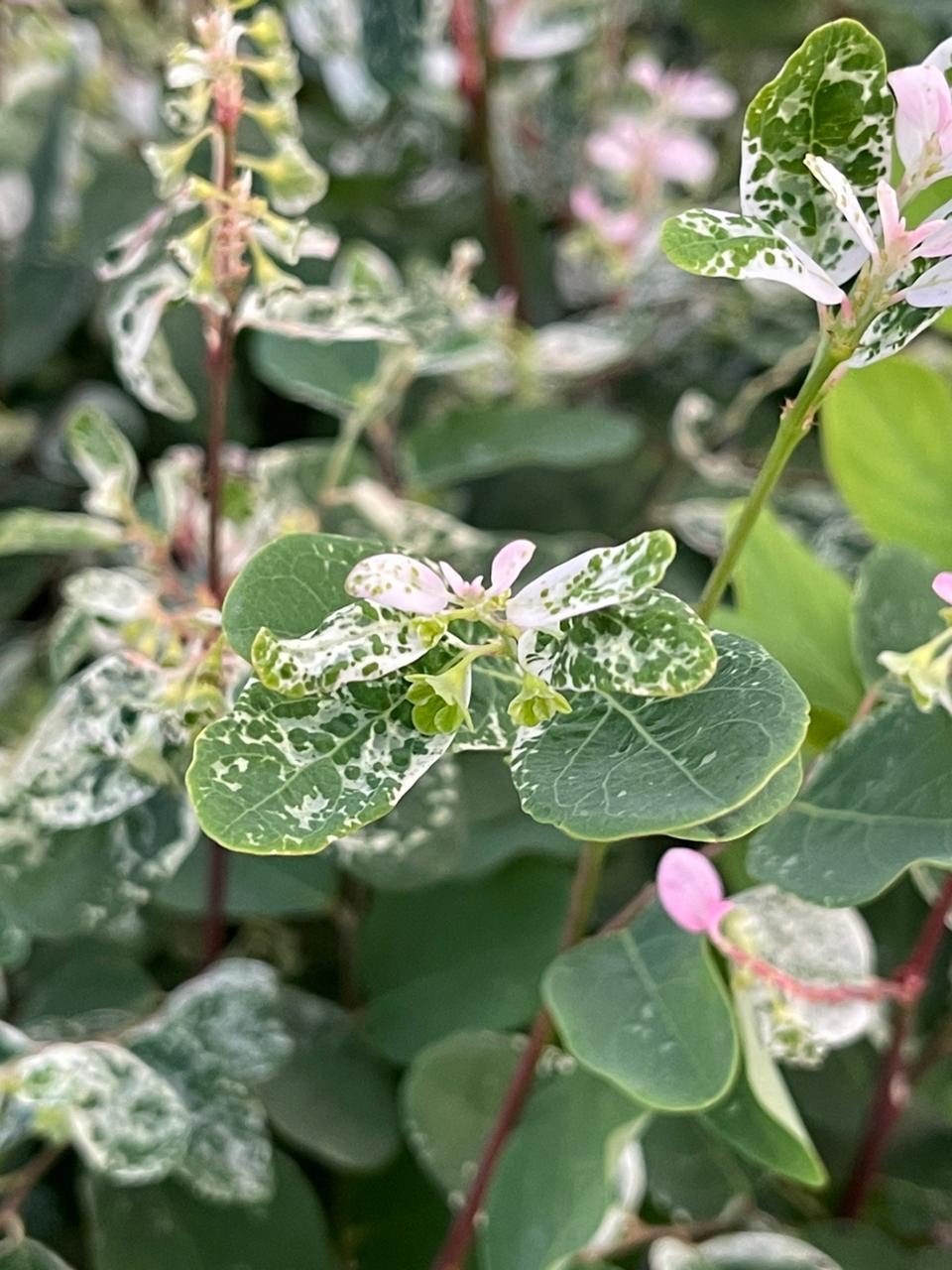 Imagem de Planta-fita