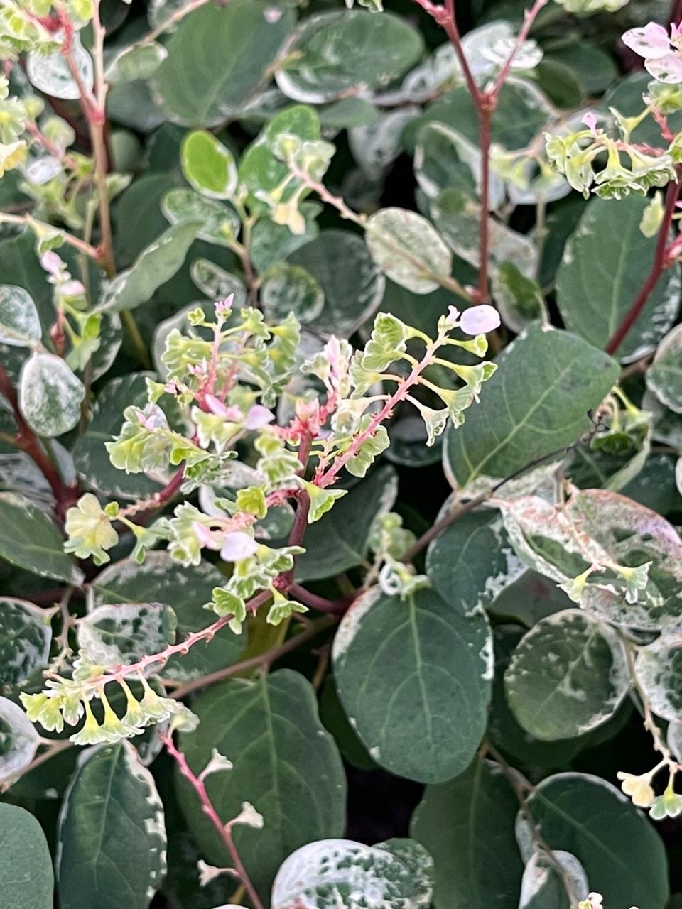 Imagem de Planta-fita