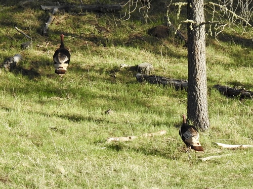Wild Turkey photographed in New Mexico