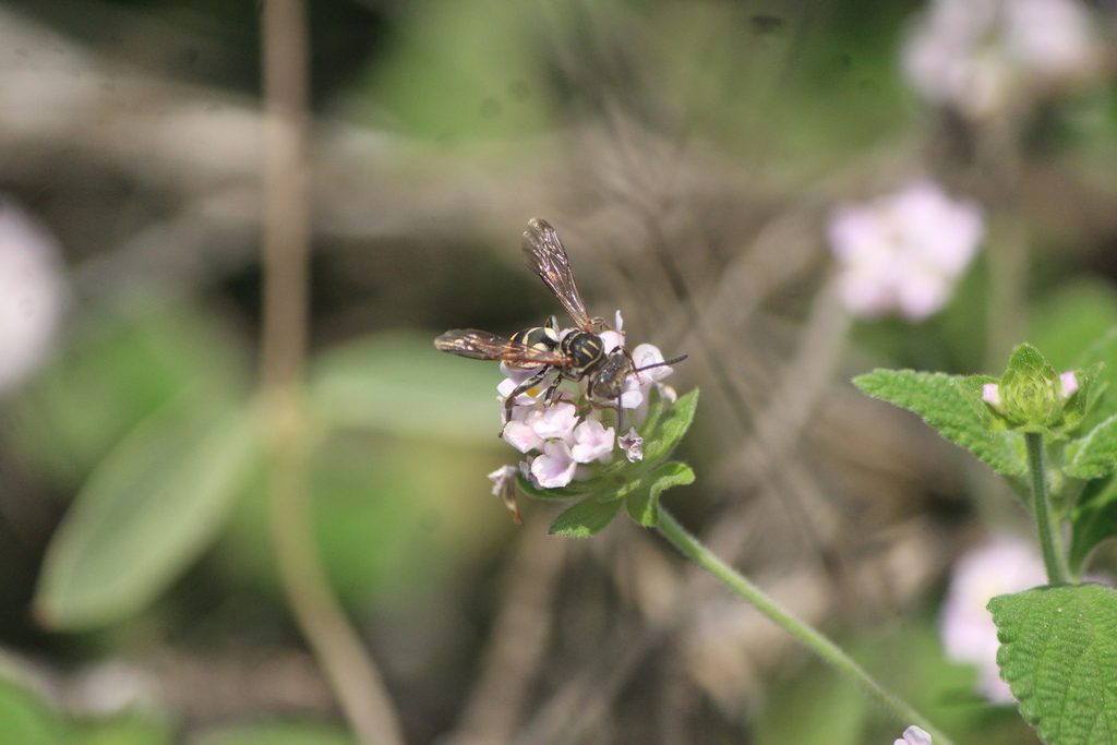 Two-lined Longhorn-Cuckoo