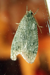 Semioscopis inornata
