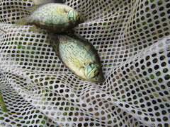 Centrarchus macropterus