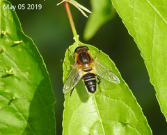 Helophilus eristaloidea