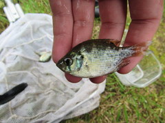 Centrarchus macropterus