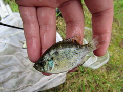 Centrarchus macropterus