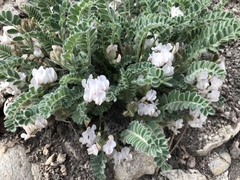 Astragalus parryi