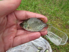 Centrarchus macropterus