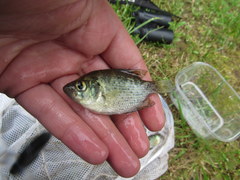 Centrarchus macropterus