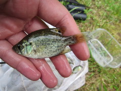 Centrarchus macropterus