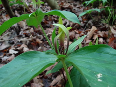 Trillium viridescens