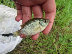 Centrarchus macropterus