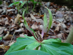 Trillium viridescens