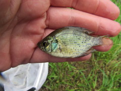 Centrarchus macropterus