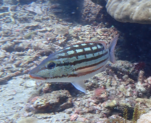 Checkered seaperch (Lutjanus decussatus) — Lutjanidae