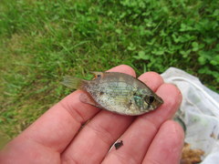 Centrarchus macropterus