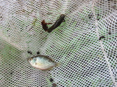 Centrarchus macropterus