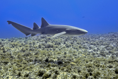 Nurse Shark photo 3
