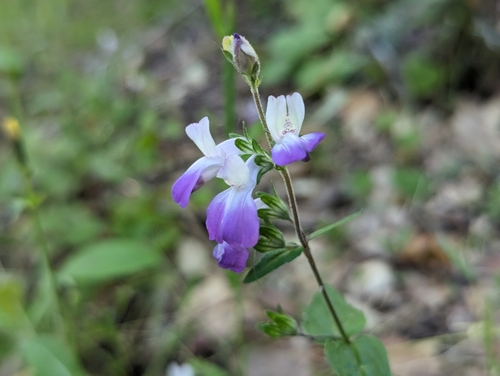 Image of Collinsia multicolor by (c) Alexander Wentworth, some rights reserved (CC BY)