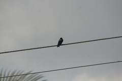 Pygochelidon cyanoleuca