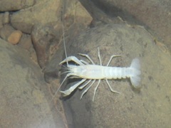 Orconectes australis