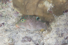Canthigaster papua