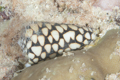 Conus marmoreus
