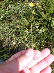 Utricularia laxa