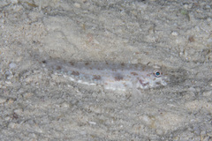 Macrodontogobius wilburi