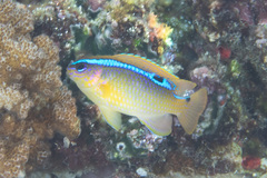 Chrysiptera leucopoma