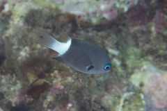 Pycnochromis margaritifer