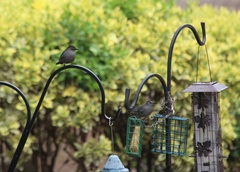 Dumetella carolinensis