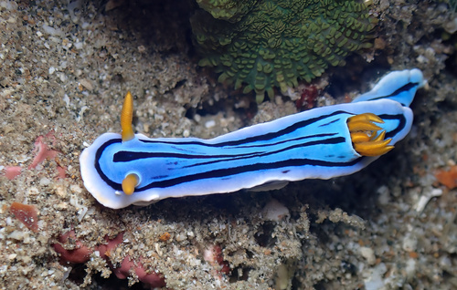Loch's Chromodoris