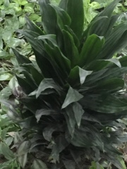 Dracaena fragrans compacta