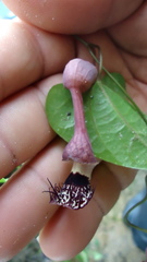 Aristolochia tamnifolia