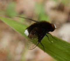 Ogcodocera leucoprocta