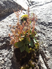 Micranthes eriophora