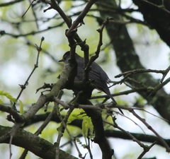 Dumetella carolinensis