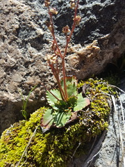 Micranthes eriophora