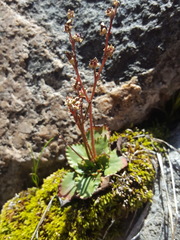 Micranthes eriophora