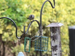 Dumetella carolinensis