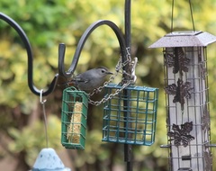 Dumetella carolinensis