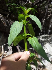 Scrophularia laevis